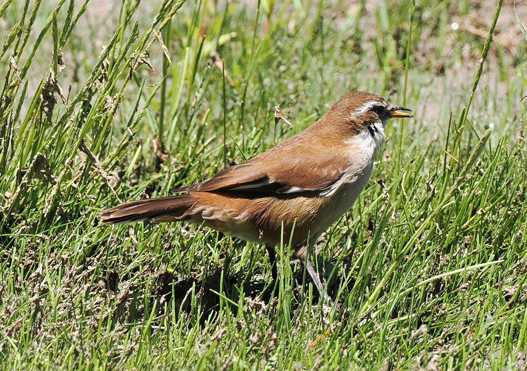 White-winged Cinclodes (Cinclodes atacamensis), photo 5