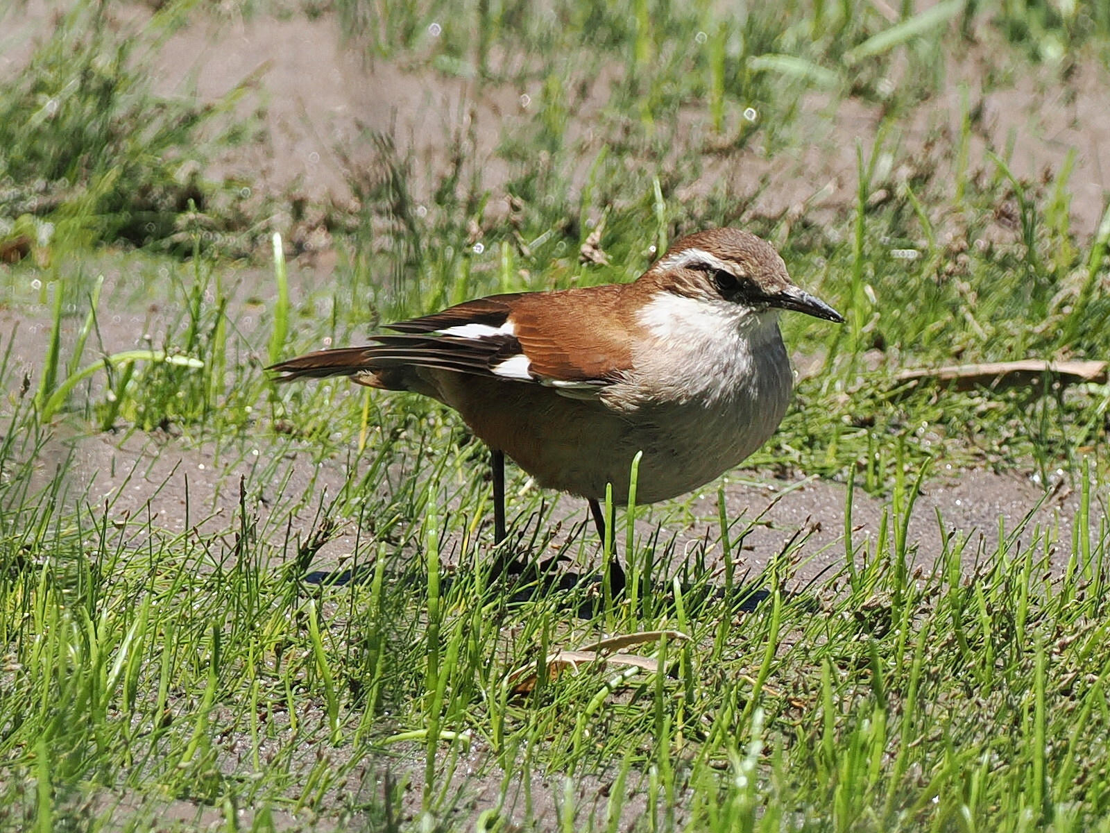 White-winged Cinclodes (Cinclodes atacamensis), photo 6