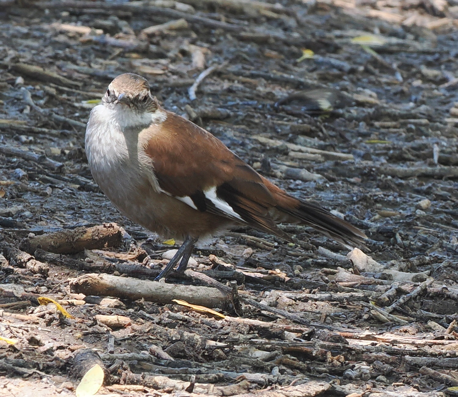 White-winged Cinclodes (Cinclodes atacamensis), photo 2