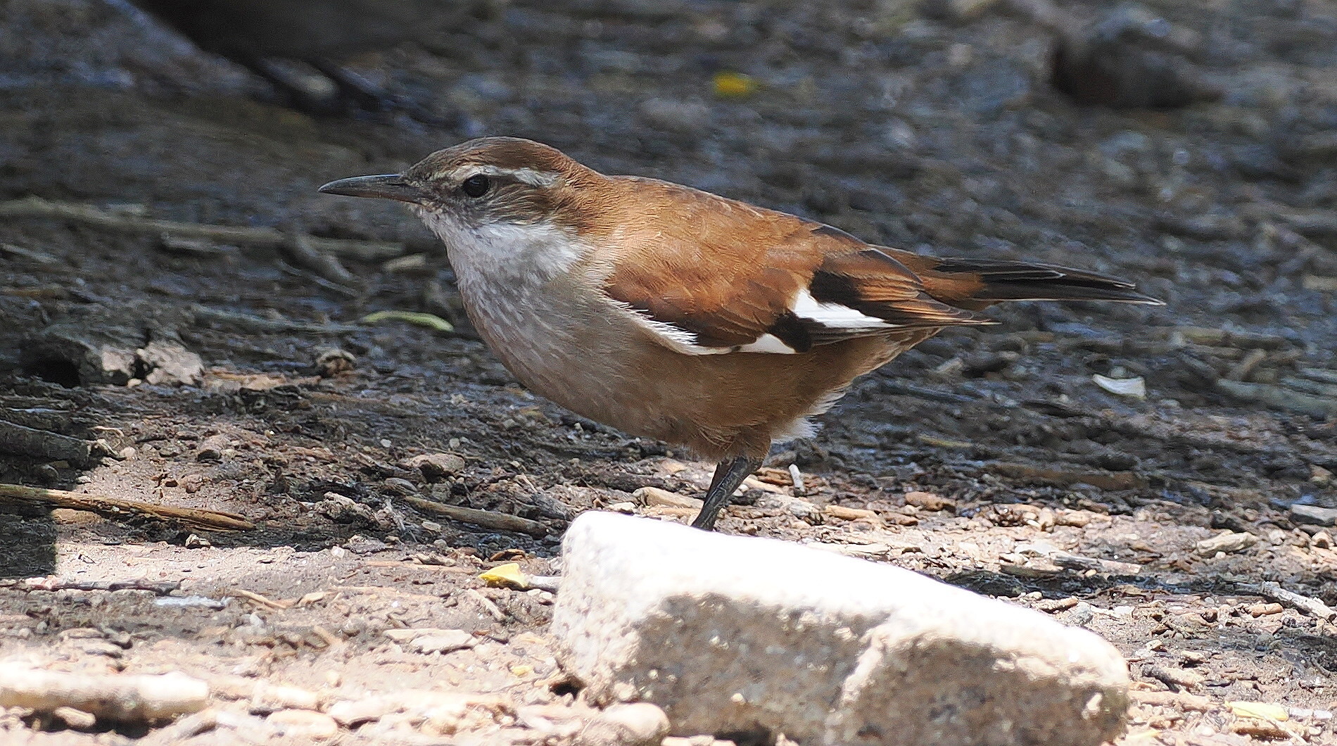 White-winged Cinclodes (Cinclodes atacamensis), photo 3