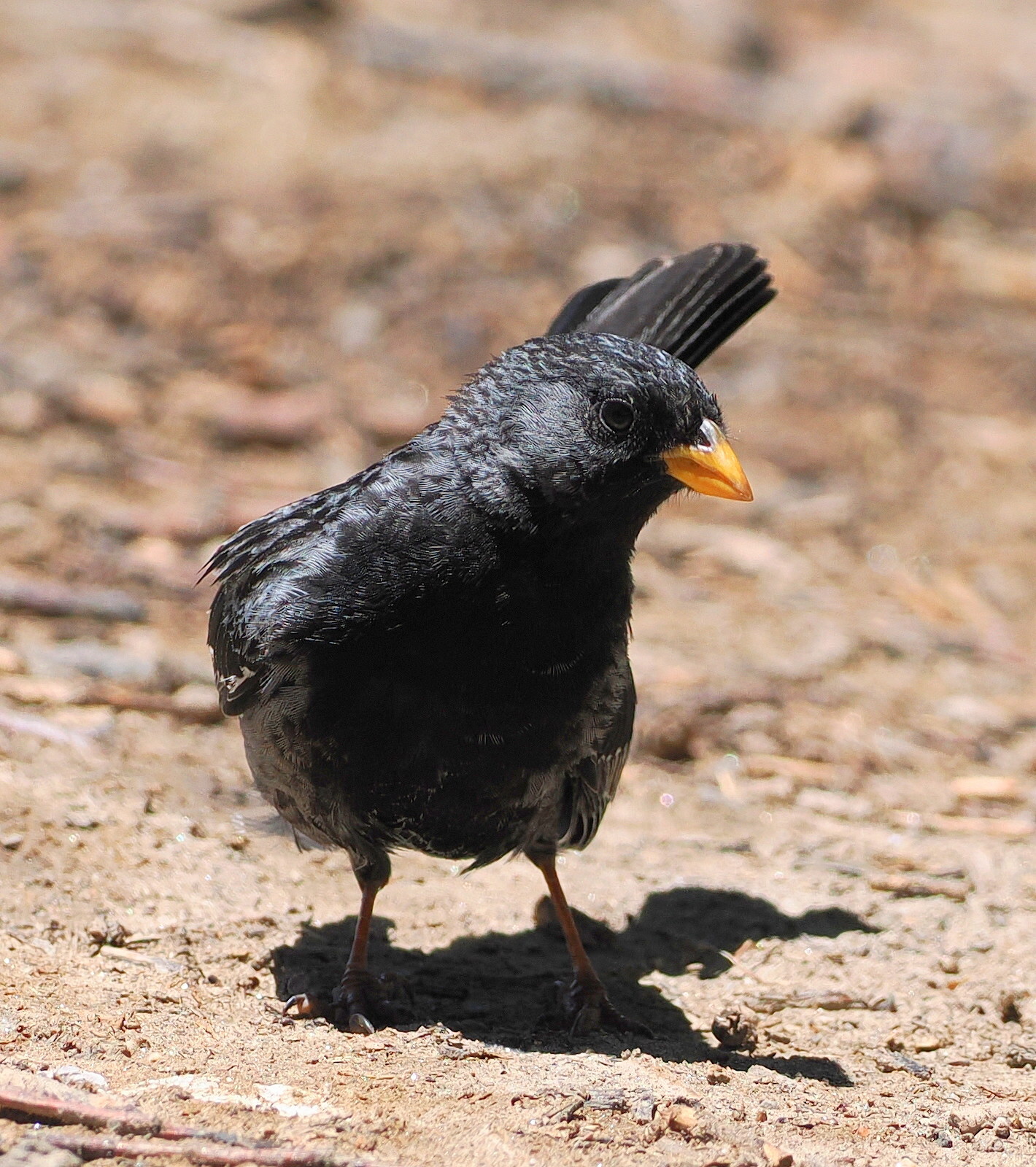 Mourning Sierra Finch (Rhopospina fruticeti), photo 4