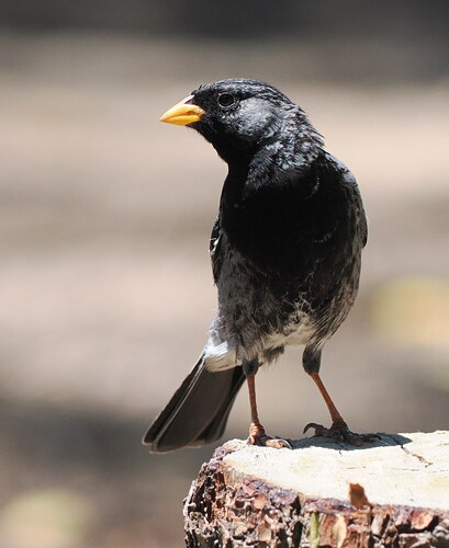 Mourning Sierra Finch (Rhopospina fruticeti), photo 5
