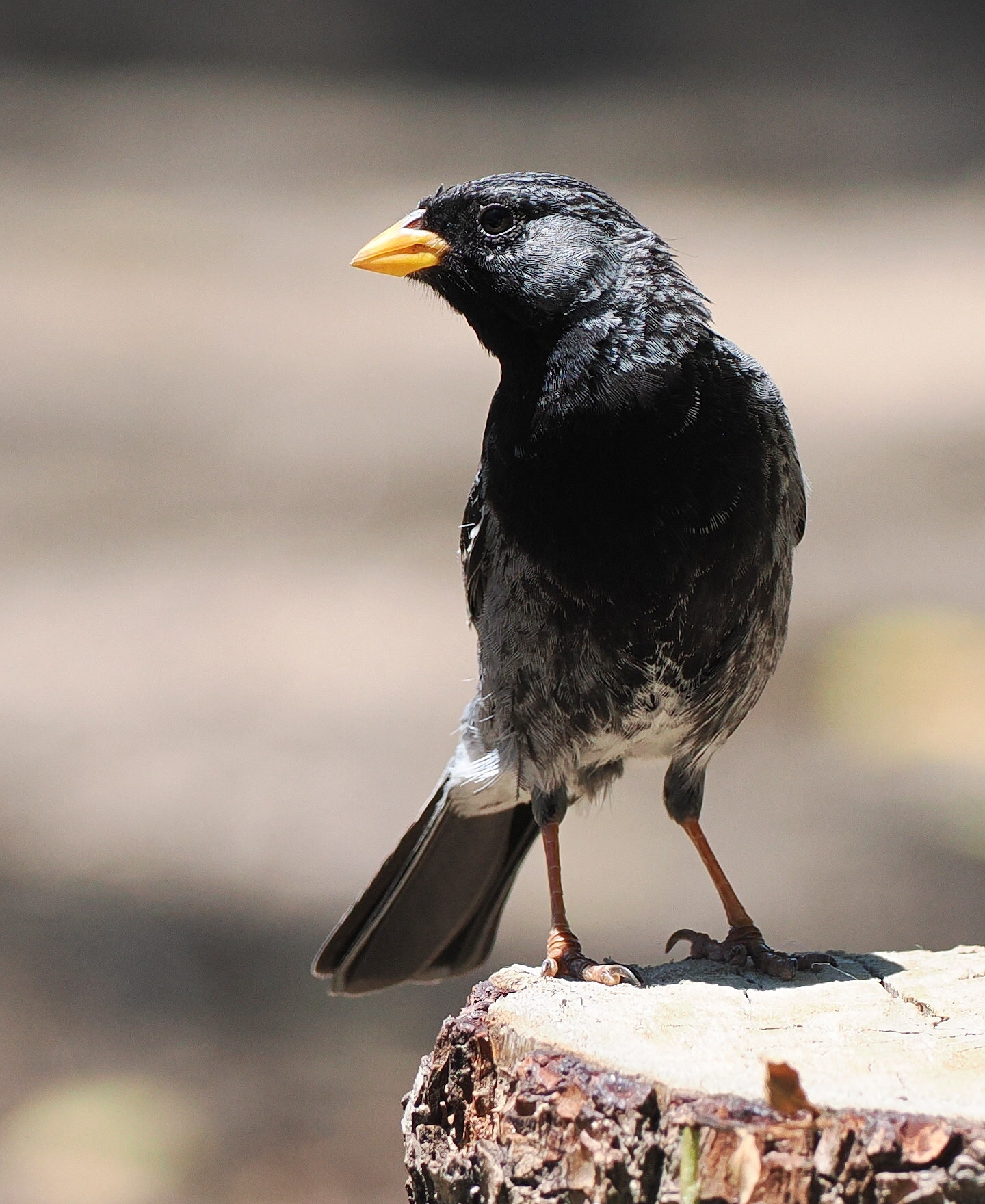 Mourning Sierra Finch (Rhopospina fruticeti), photo 5