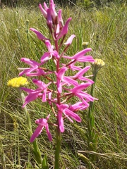 Disa nervosa