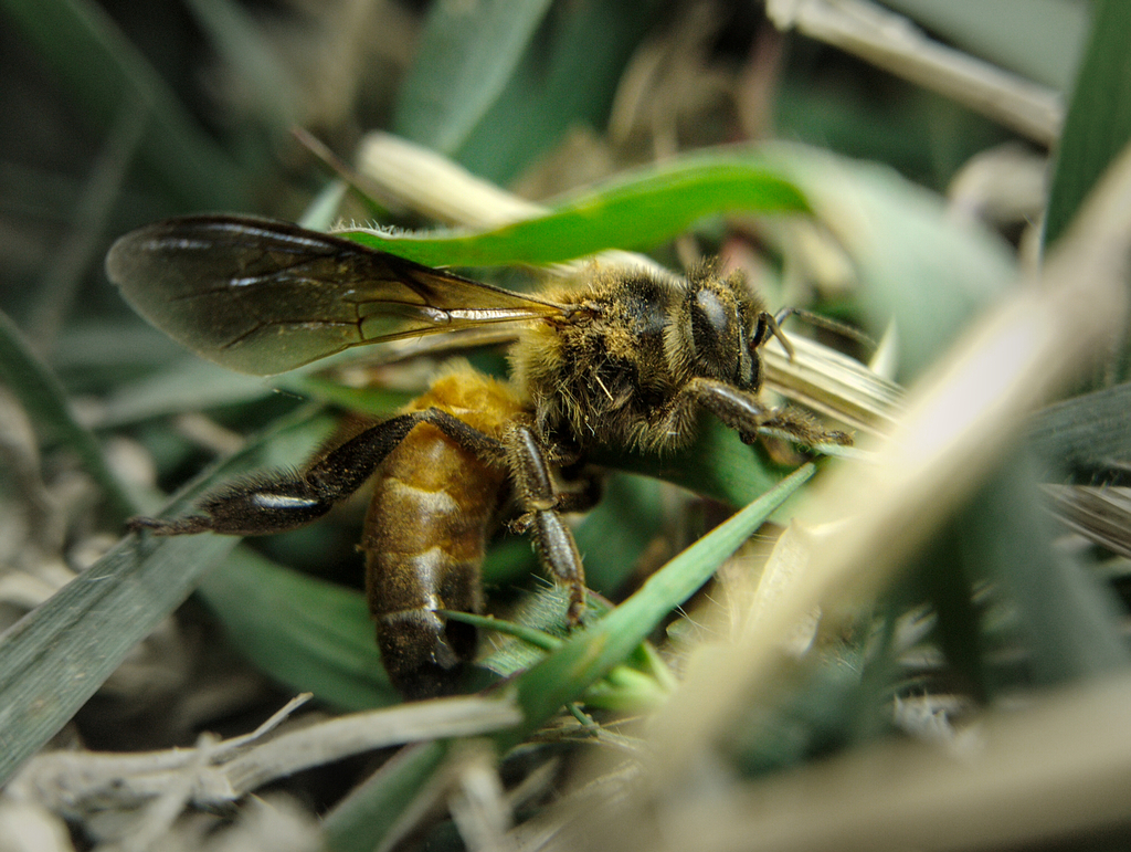 Giant Honey Bee from Nagpur Division, Maharashtra, India on February 19 ...