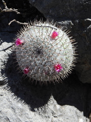 Mammillaria haageana conspicua