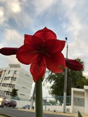 Hippeastrum hybridum