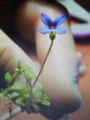 Houstonia pusilla