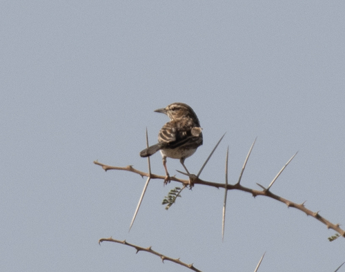 Gillett's Lark (Calendulauda gilletti), photo 5