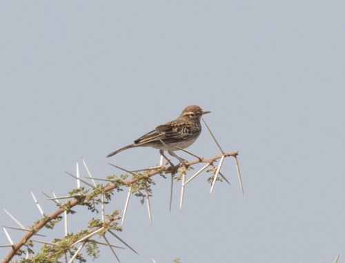 Gillett's Lark (Calendulauda gilletti), photo 4