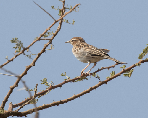 Gillett's Lark (Calendulauda gilletti), photo 6