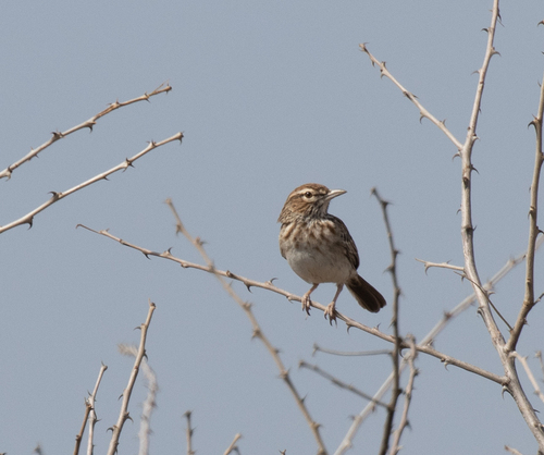 Gillett's Lark (Calendulauda gilletti), photo 7