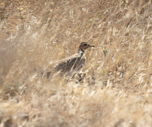 Three-banded Courser (Rhinoptilus cinctus), photo 9