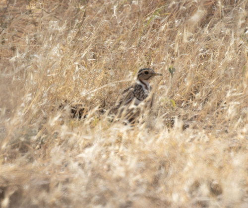 Three-banded Courser (Rhinoptilus cinctus), photo 10