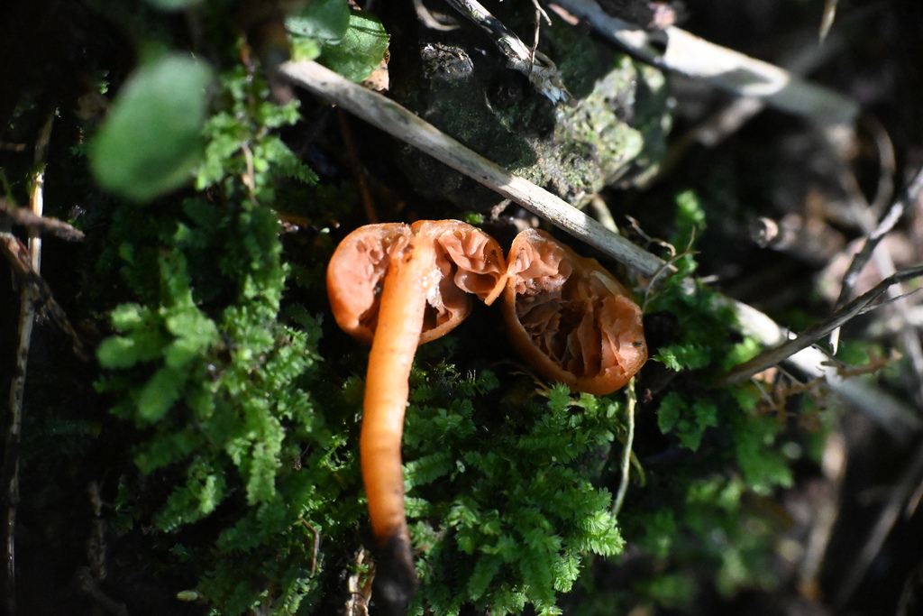 Macrocystidia reducta · February 2026 · photo: © jon_sullivan (iNaturalist, cc-by)