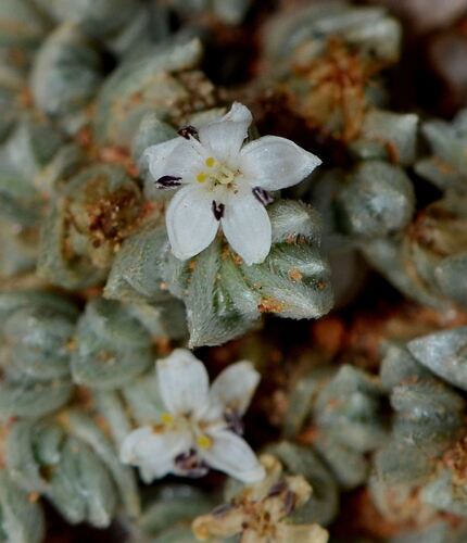 Silky Wilsonia (Wilsonia humilis)