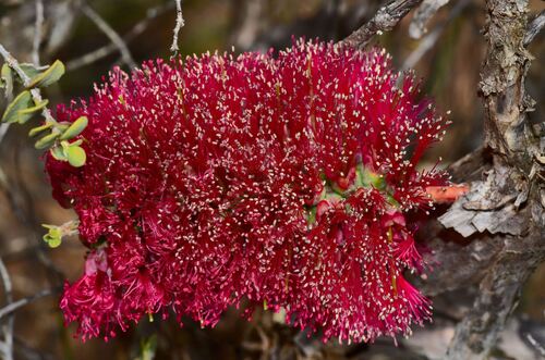 granite bottlebrush (Melaleuca elliptica)