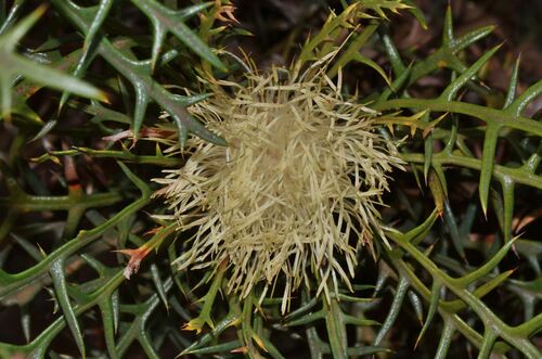 Thistle Dryandra (Banksia cirsioides)