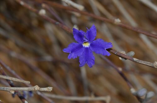 rush-like dampiera (Dampiera juncea)