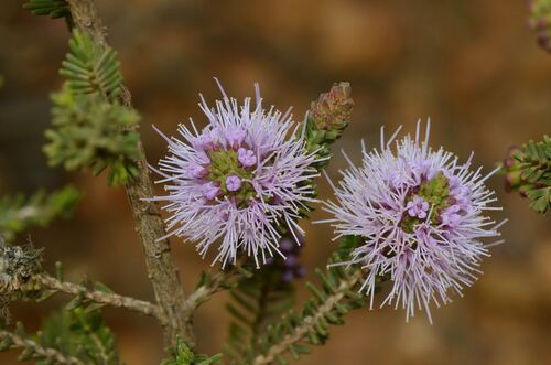 Melaleuca jonesii, photograph 1