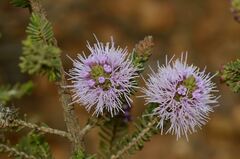 Melaleuca jonesii, photograph (c) James (Jim) Duggan, some rights reserved (CC BY-SA)