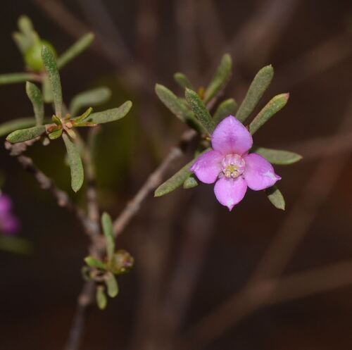 Boronia crenulata (Boronia crenulata)