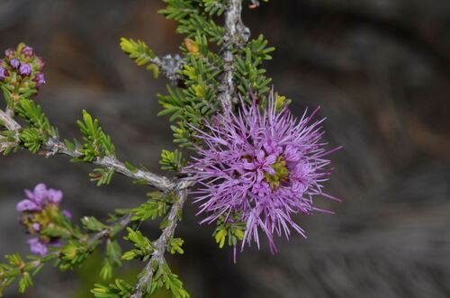 pink bottlebrush (Melaleuca jonesii)