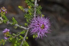 Melaleuca jonesii