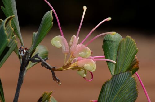 Comb-leaved Grevillea (Grevillea pectinata)