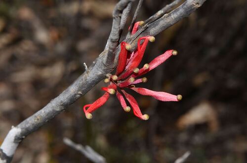 Comb Grevillea (Grevillea huegelii)