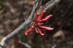 Grevillea huegelii, photograph (c) James (Jim) Duggan, some rights reserved (CC BY-SA)