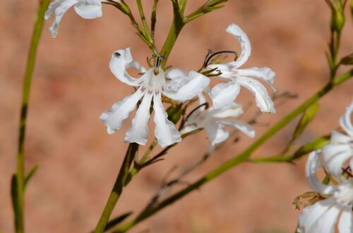 white goodenia (Goodenia scapigera)