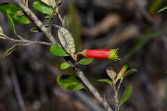 Nematolepis phebalioides