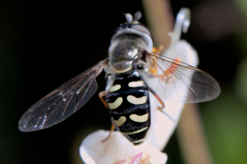Unknown species found near Bee Biology Rd, Davis, CA 95616, USA
