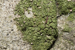 Bacidina delicata