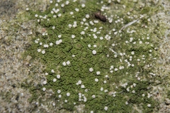 Bacidina delicata