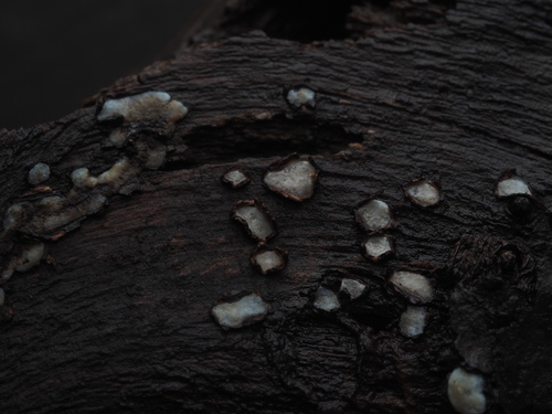 Propolis farinosa observed 2026-02-08