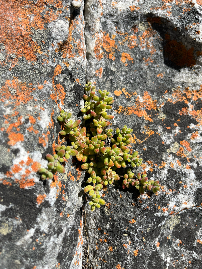 Drosanthemum stokoei