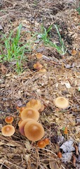 Conocybe coprophila