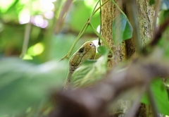Solomon Island Skink photo 2