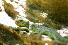 Solomon Island Skink photo 4