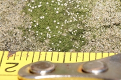 Bacidina delicata