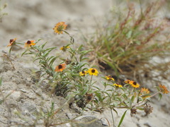 Sanvitalia fruticosa