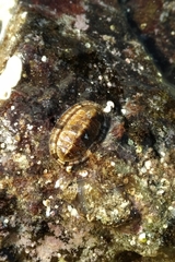 Rhyssoplax olivacea