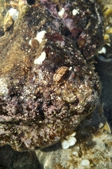 Rhyssoplax olivacea