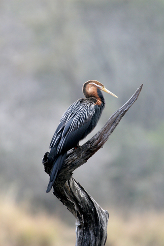 African Darter