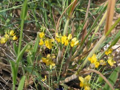 Coronilla minima lotoides