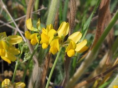 Coronilla minima lotoides
