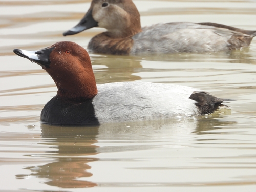Common Pochard