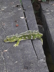 Naultinus gemmeus